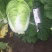 黄心白菜