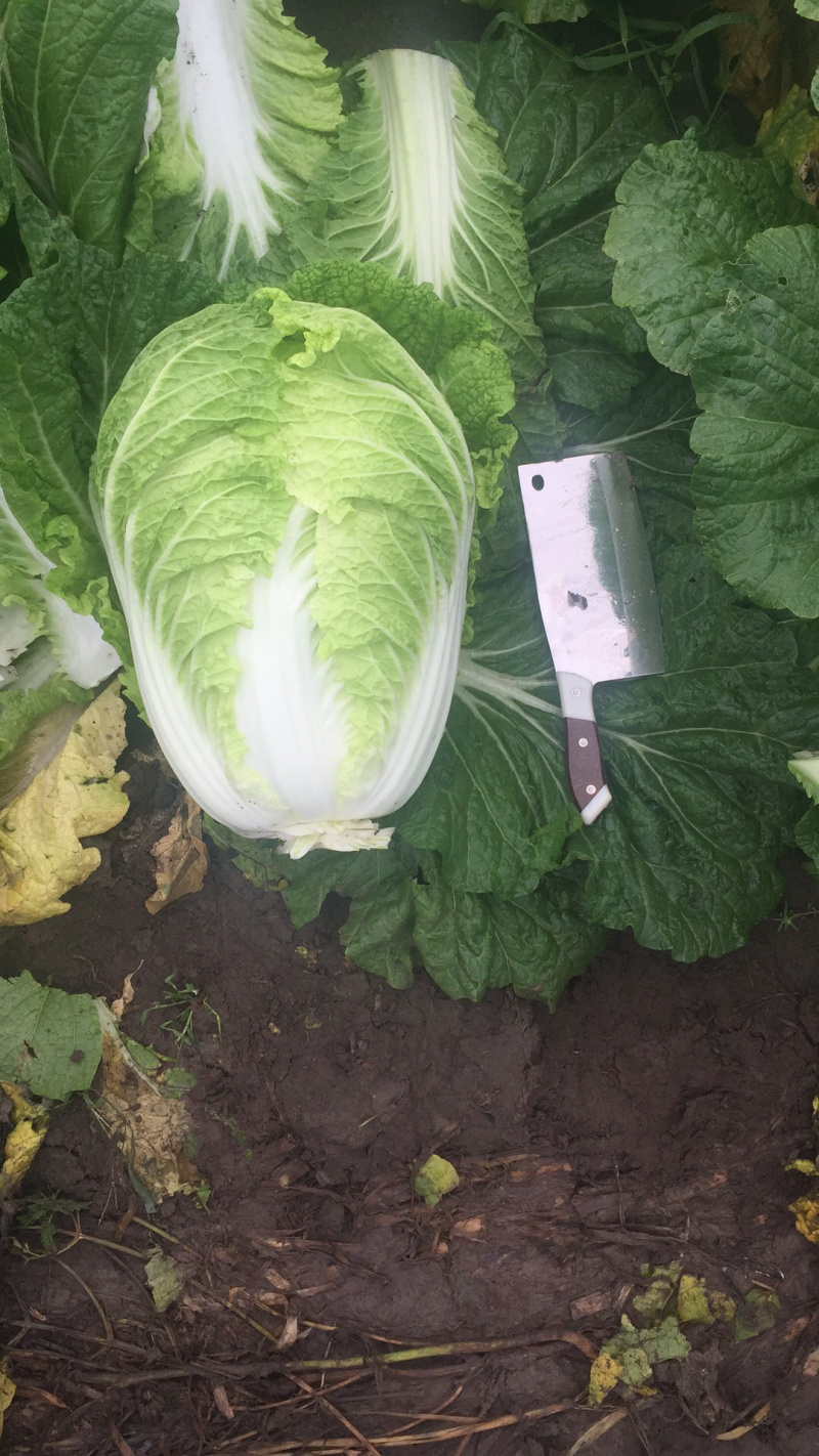 黄心白菜