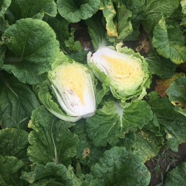 黄心白菜