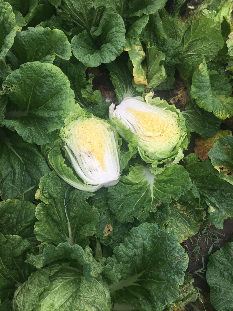 黄心白菜