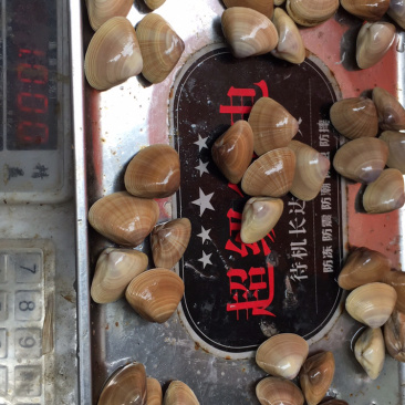 黄蚬子，黄蛤，沙贝，沙螺，花蛤贝类