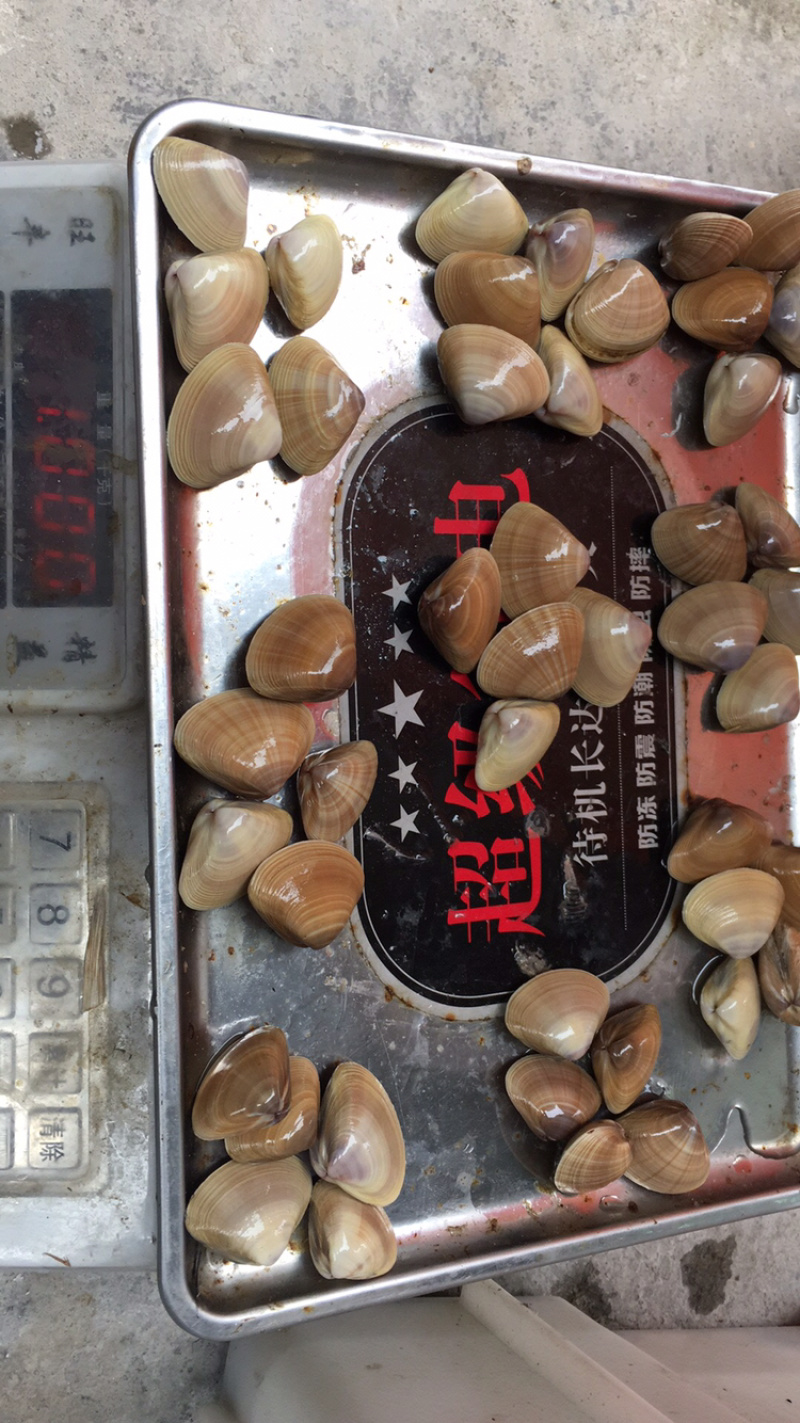 黄蚬子，黄蛤，沙贝，沙螺，花蛤贝类