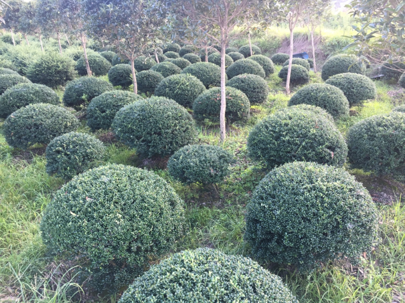龟甲冬青球
