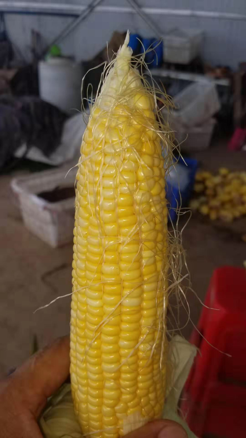 泰系甜玉米。