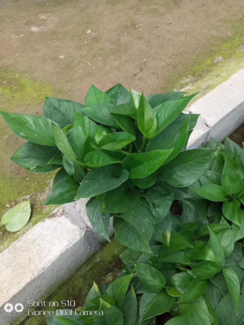 基地直销各种规格绿萝绿化工程店铺摆卖，量大的直接联系价格