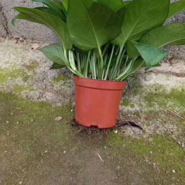 基地直销各种规格绿萝绿化工程店铺摆卖，量大的直接联系价格