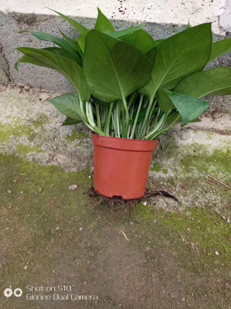基地直销各种规格绿萝绿化工程店铺摆卖，量大的直接联系价格