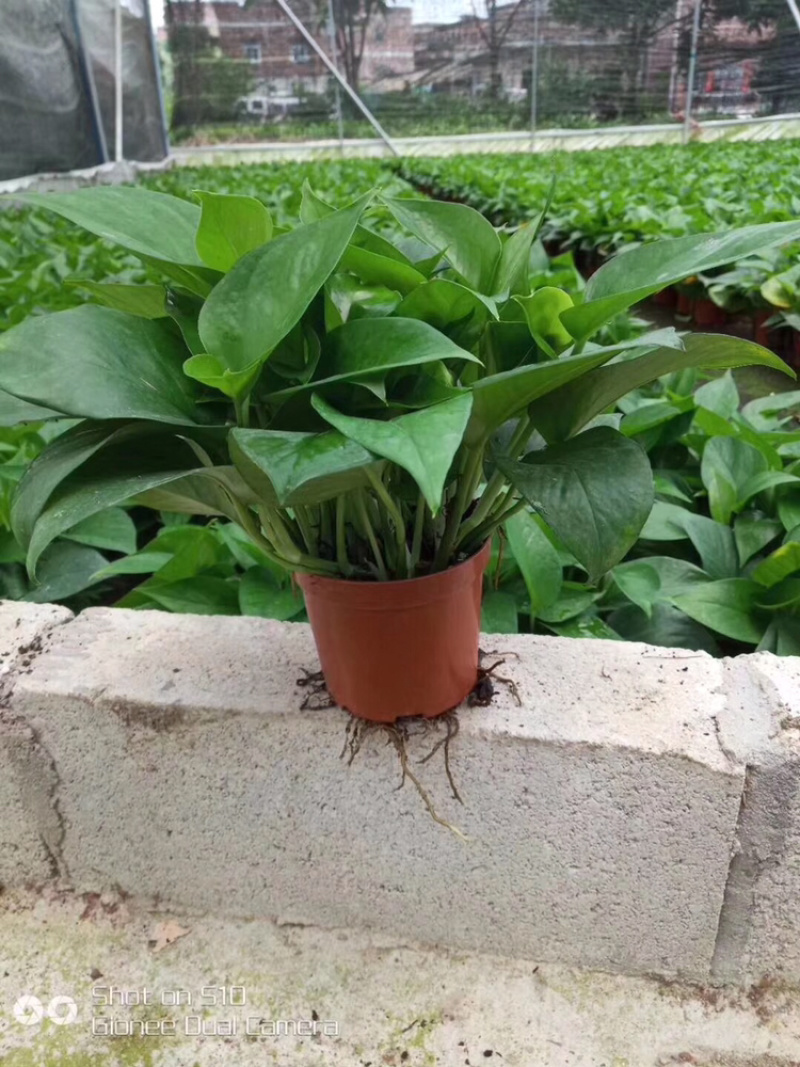 基地直销各种规格绿萝绿化工程店铺摆卖，量大的直接联系价格