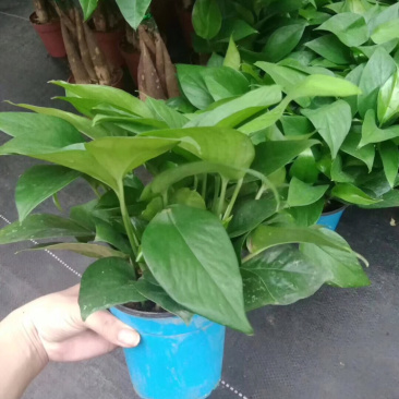 绿萝