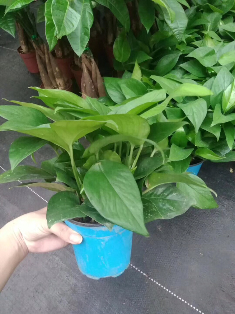 绿萝
