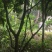柚子树10cm-18cm
