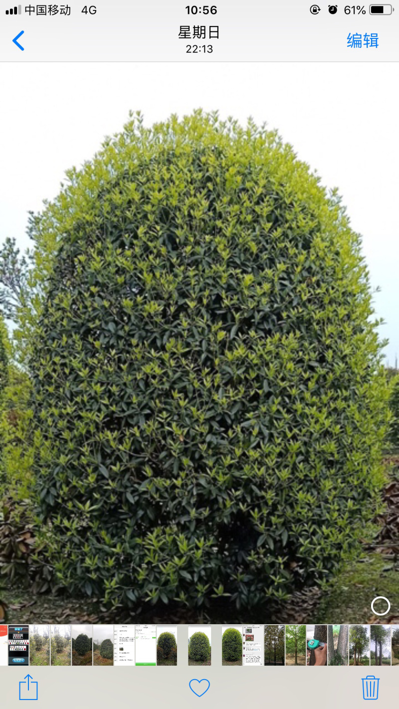 桂花8-15cm各种规格
