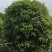 桂花8-15cm各种规格