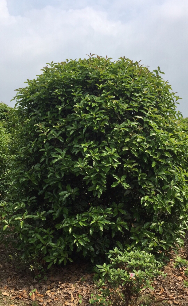 桂花8-15cm各种规格