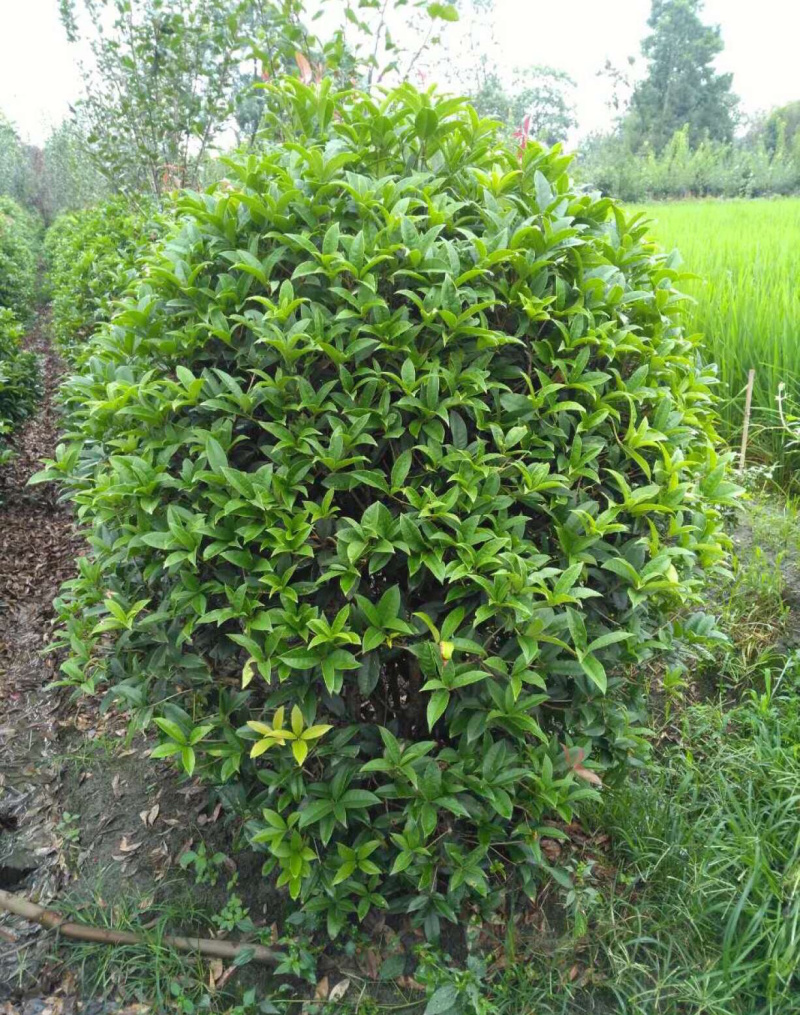 桂花8-15cm各种规格