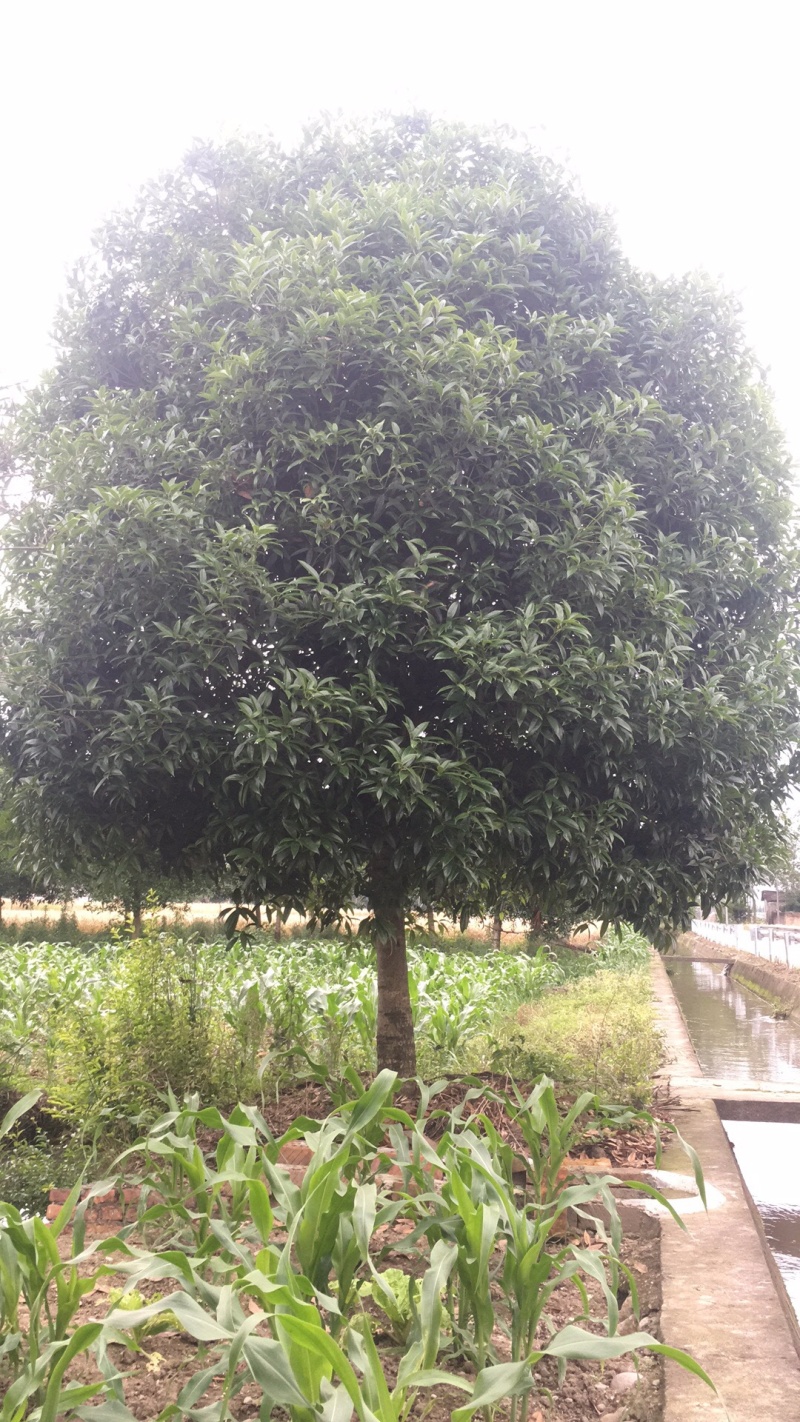 桂花8-15cm各种规格