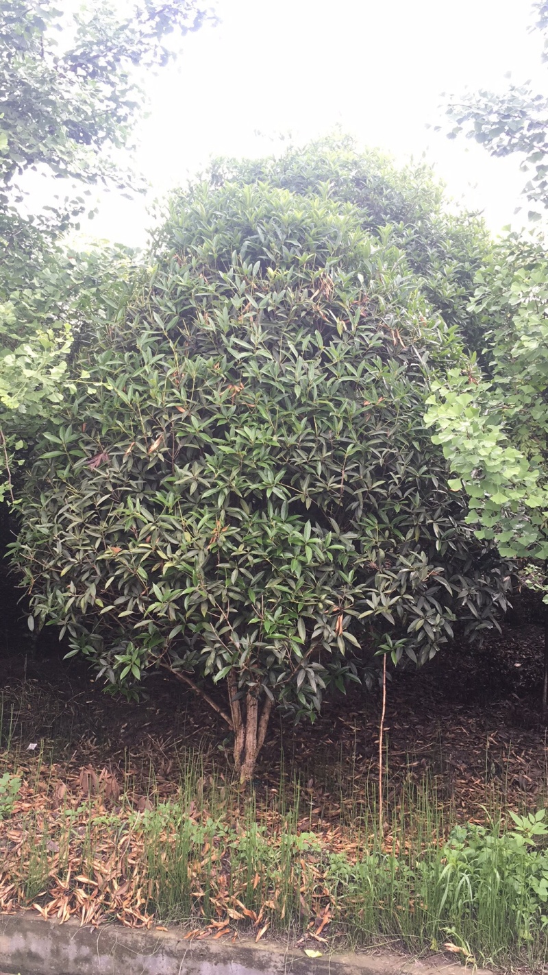 桂花8-15cm各种规格