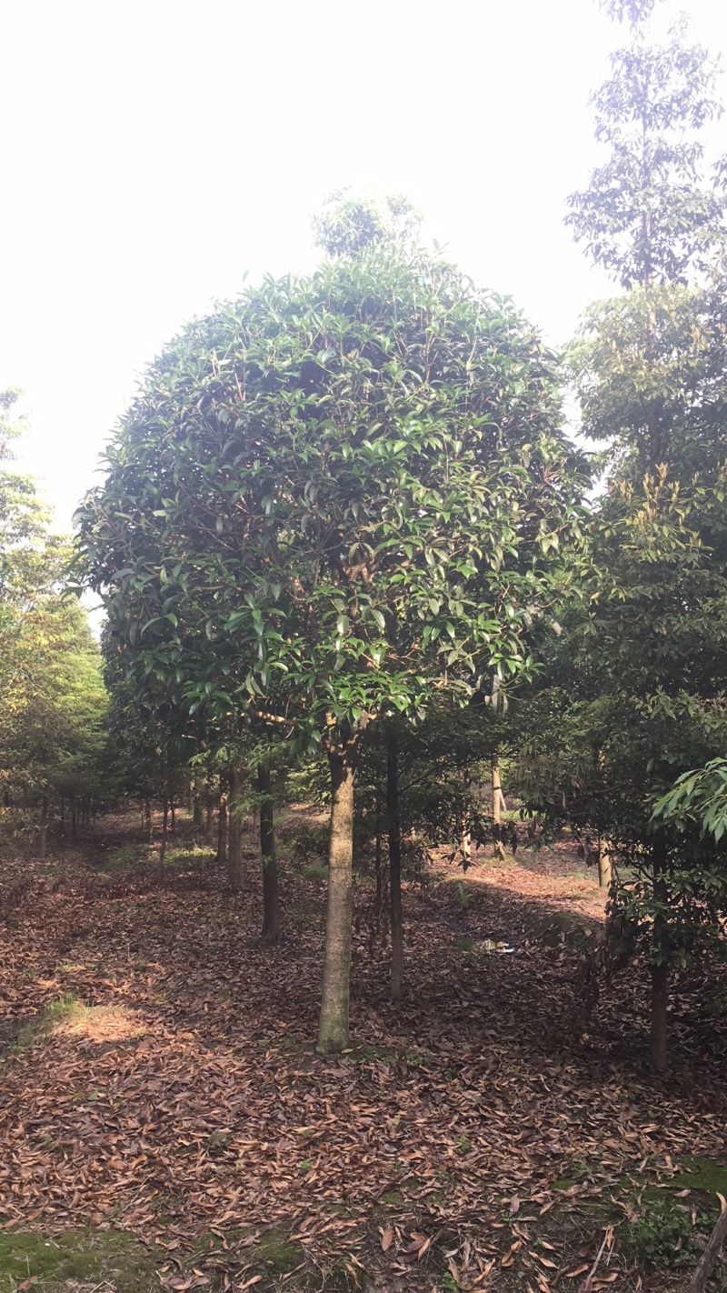 桂花8-15cm各种规格