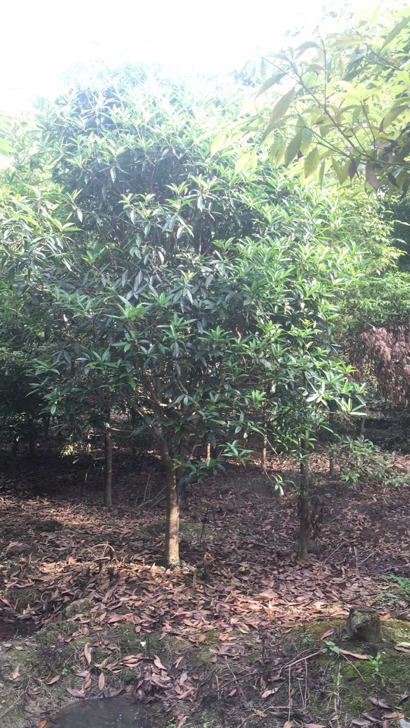 桂花8-15cm各种规格