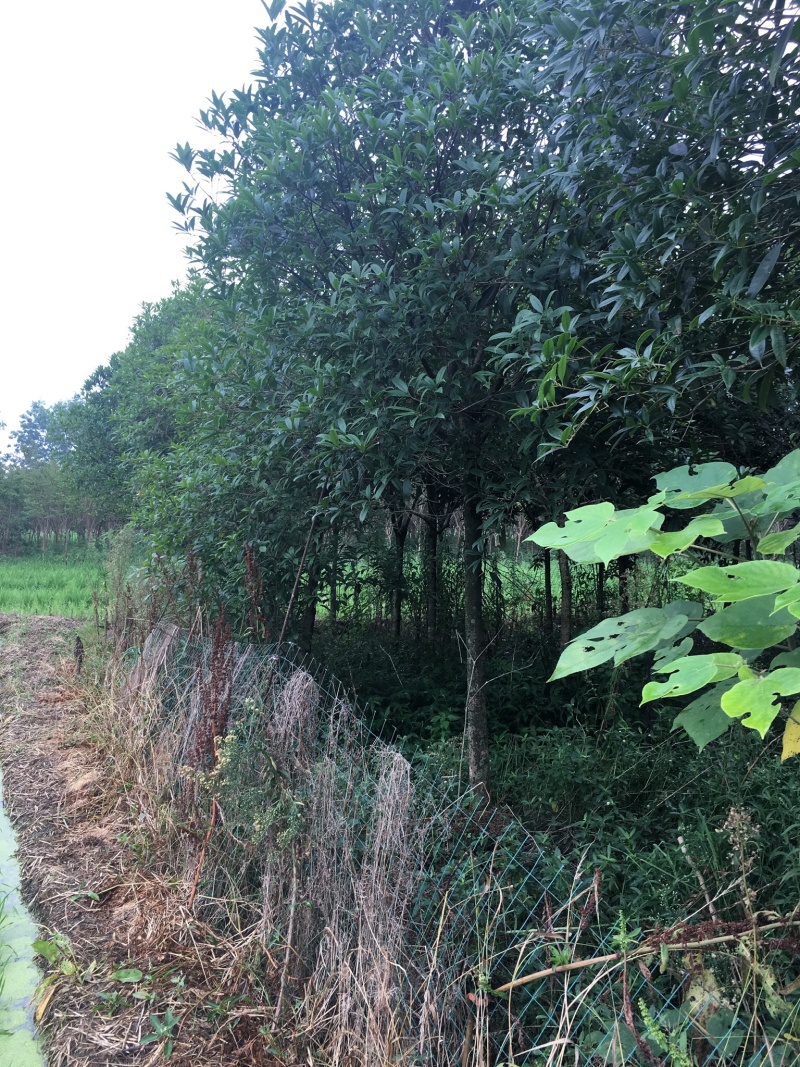 桂花8-15cm各种规格