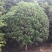桂花8-15cm各种规格