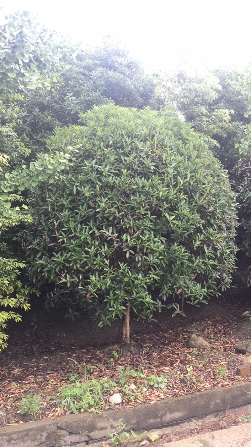 桂花8-15cm各种规格
