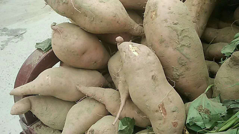 河南开封沙地龙九大量供应/精品龙薯量大优惠欢迎选购