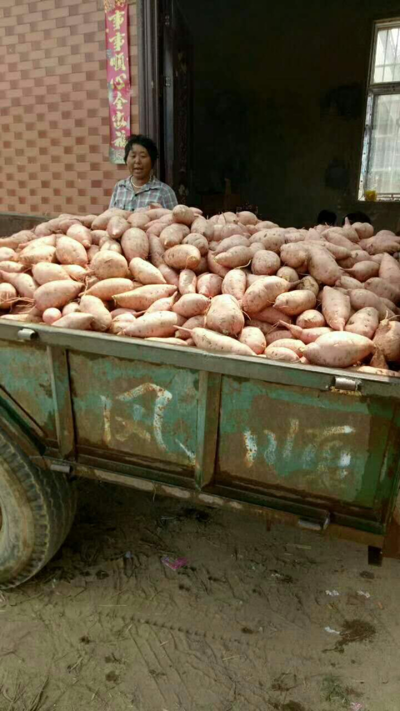 河南开封沙地龙九大量供应/精品龙薯量大优惠欢迎选购