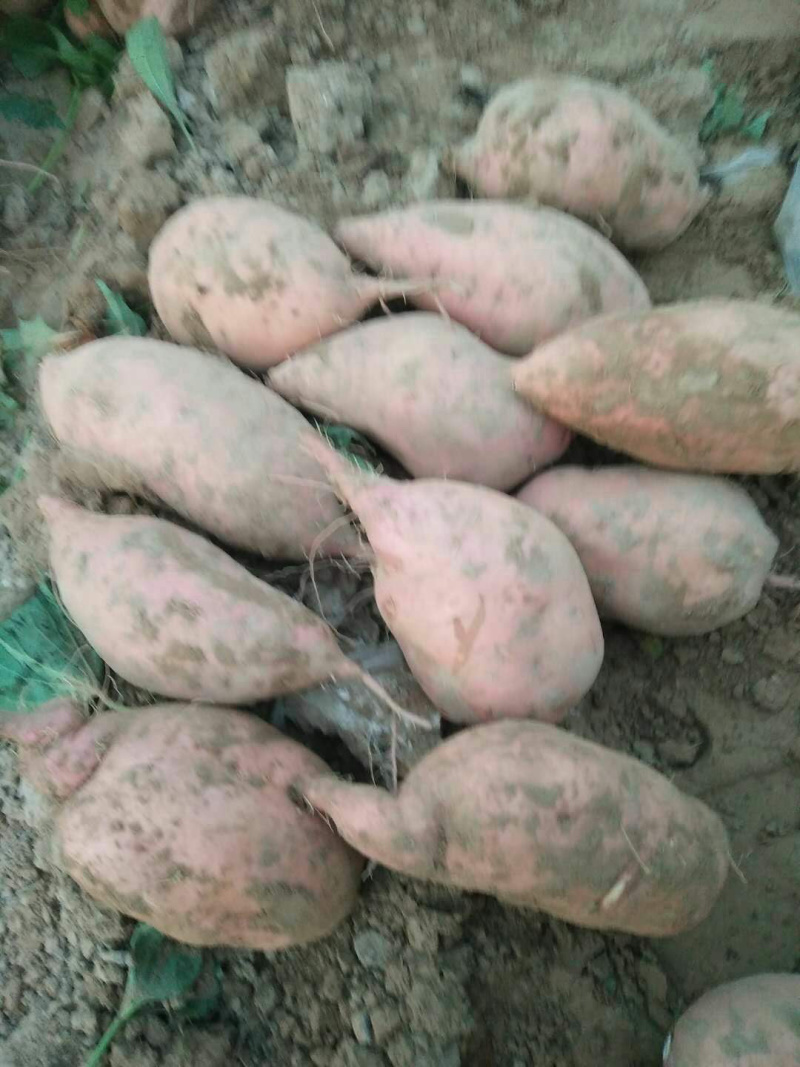 河南开封沙地龙九大量供应/精品龙薯量大优惠欢迎选购