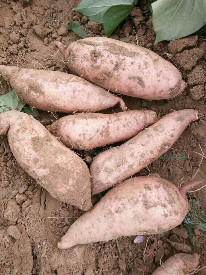河南开封沙地龙九大量供应/精品龙薯量大优惠欢迎选购