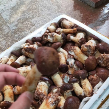 深圳姬松茸可送货