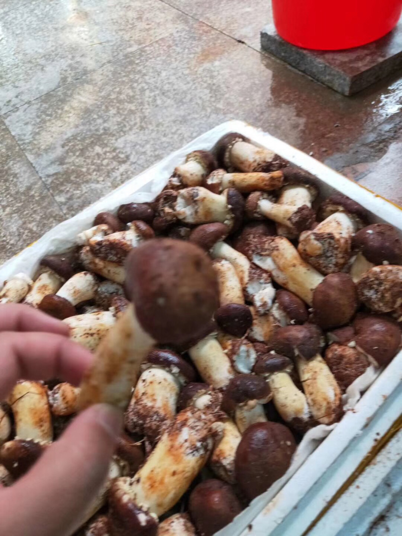 深圳姬松茸可送货