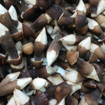 深圳鸡枞菌可送货