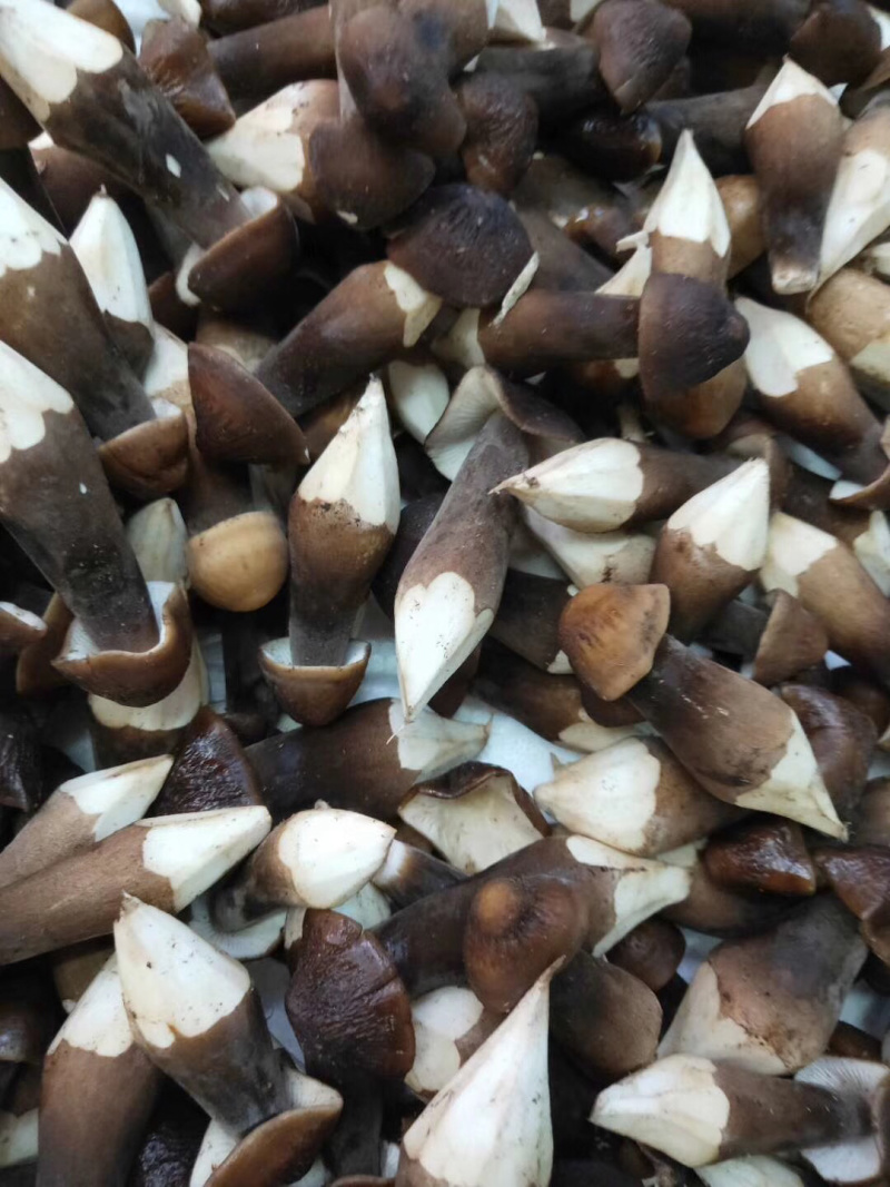 深圳鸡枞菌可送货