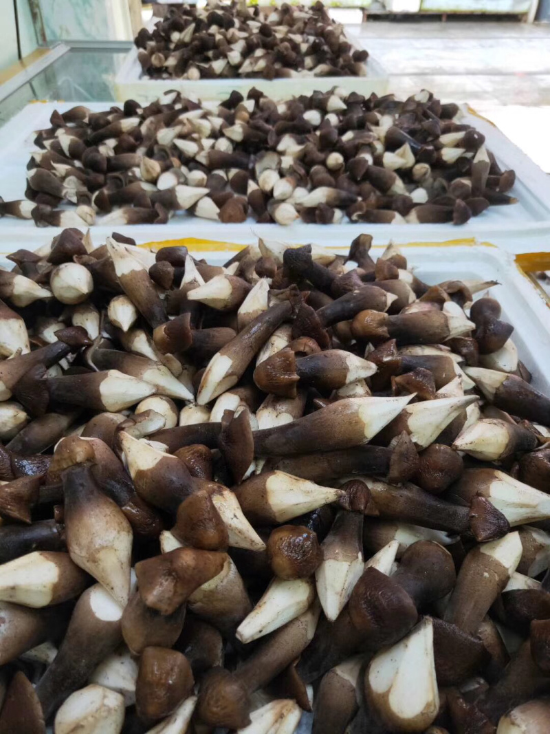 深圳鸡枞菌可送货