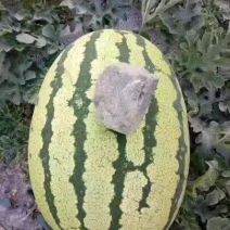 西瓜金花一号大量有货价格美丽