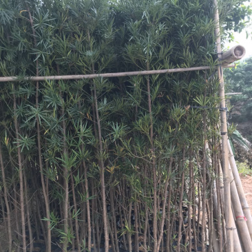 罗汉松