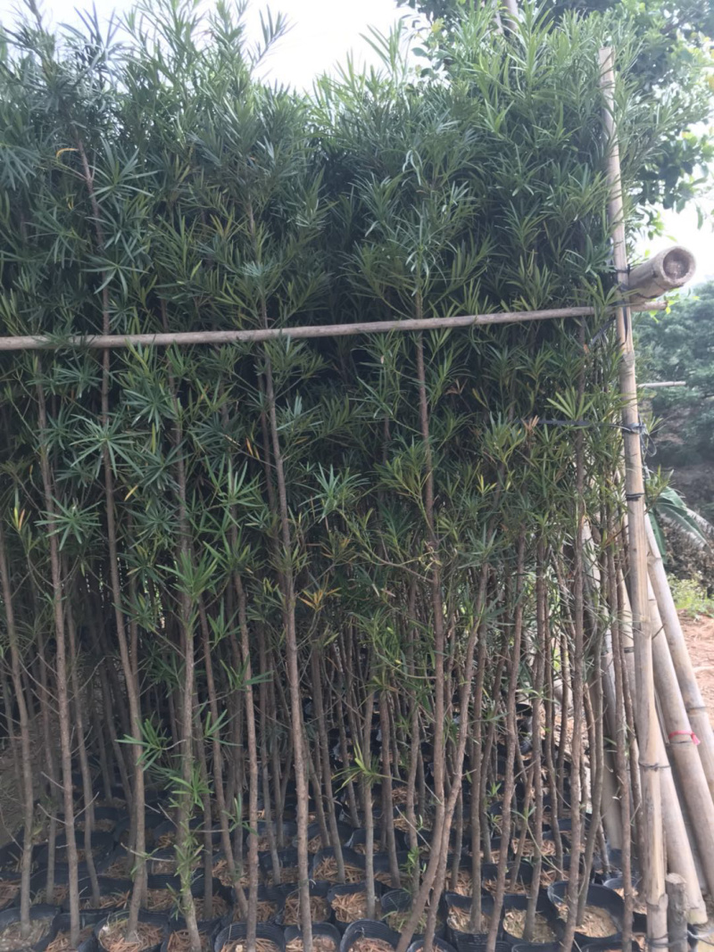 罗汉松