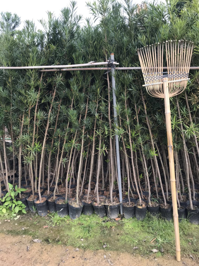 罗汉松