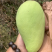 金煌芒