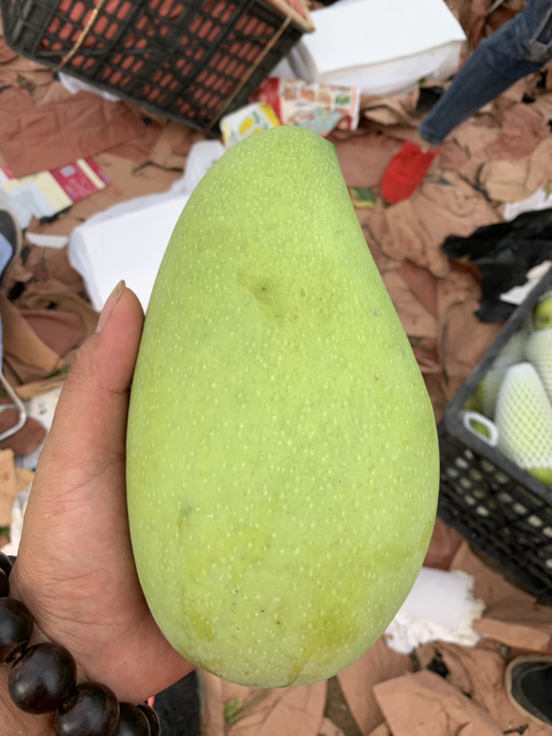 金煌芒