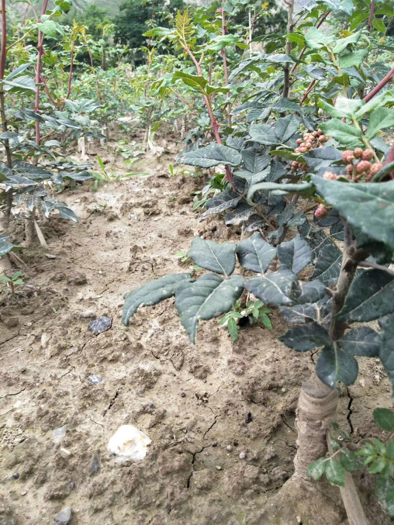 无刺嫁接花椒苗大红袍花椒苗无刺六月红花椒苗无刺狮子