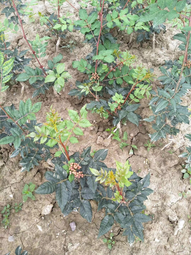 无刺嫁接花椒苗大红袍花椒苗无刺六月红花椒苗无刺狮子