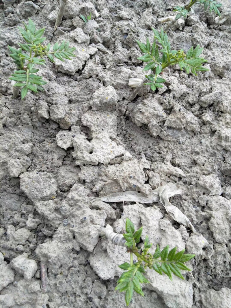 无刺嫁接花椒苗大红袍花椒苗无刺六月红花椒苗无刺狮子