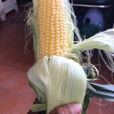 宁河玉米