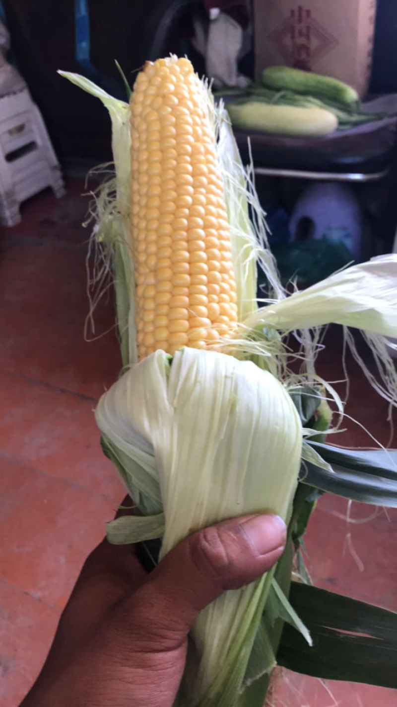 宁河玉米