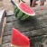 【甜王5号】花长瓜，甜度13°，新鲜开园，货发全国！