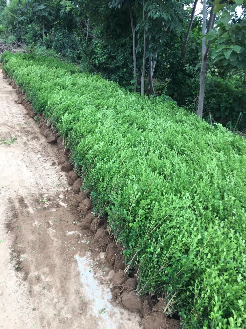 小叶黄杨基地直销，量大从优