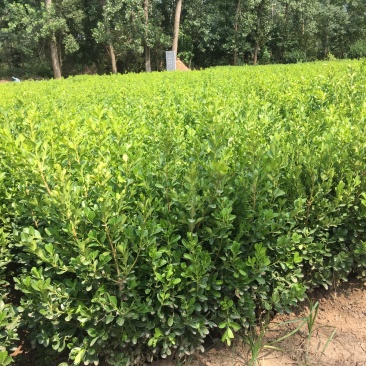小叶黄杨基地直销，量大从优