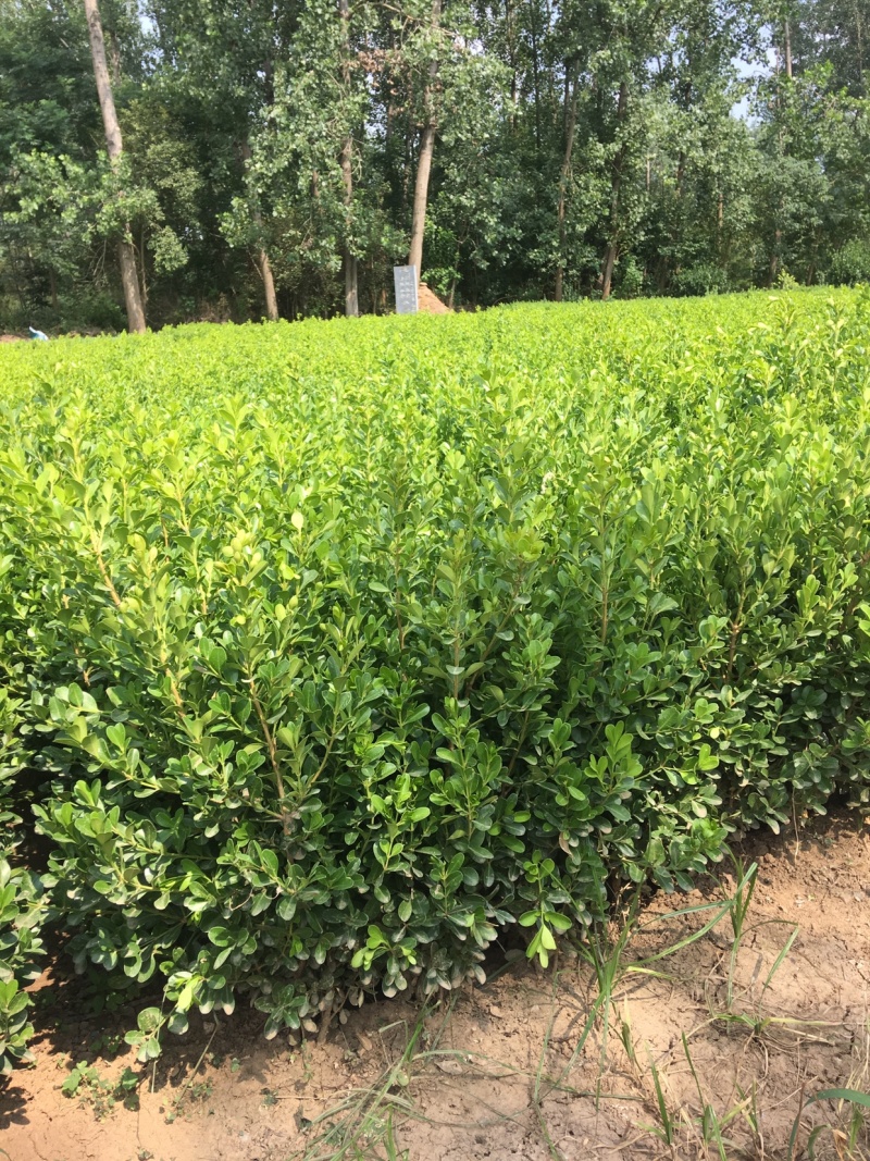 小叶黄杨基地直销，量大从优